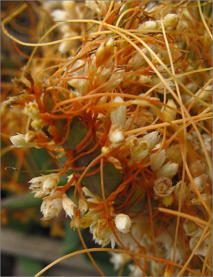sm 3959 Western Dodder.jpg - As Western Dodder (Cuscuta californica var. brevifolia) ages the stems darken into an interesting orange hue.